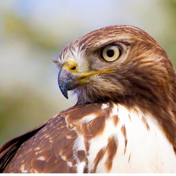 All handpainted red tail hawk earrings OOAK eagles bird of prey original unique - Picture 6 of 6